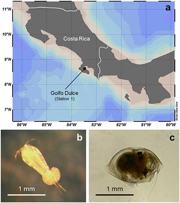 Fixed-Nitrogen Loss Associated with Sinking Zooplankton Carcasses in a Coastal Oxygen Minimum Zone (Golfo Dulce, Costa Rica)